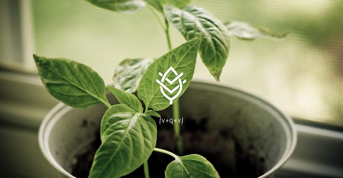 VQV素食餐廳品牌設(shè)計(jì)