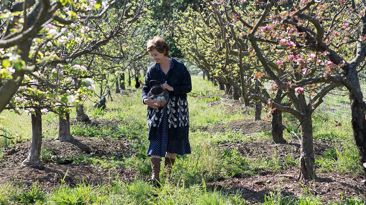 SHED 農莊品牌形象設計